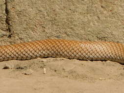 Image of Rufous Beaked Snake