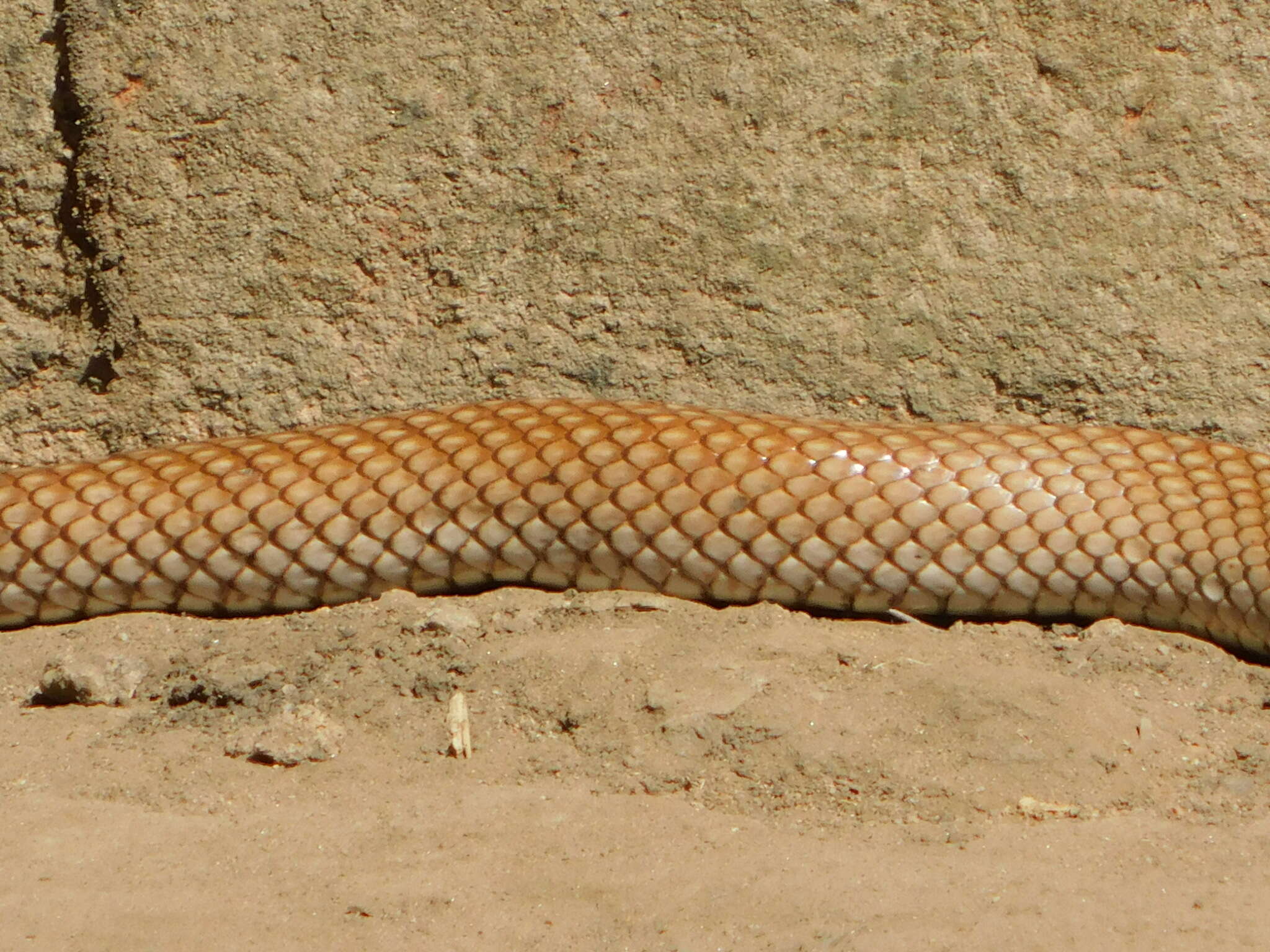 Image of Rufous Beaked Snake