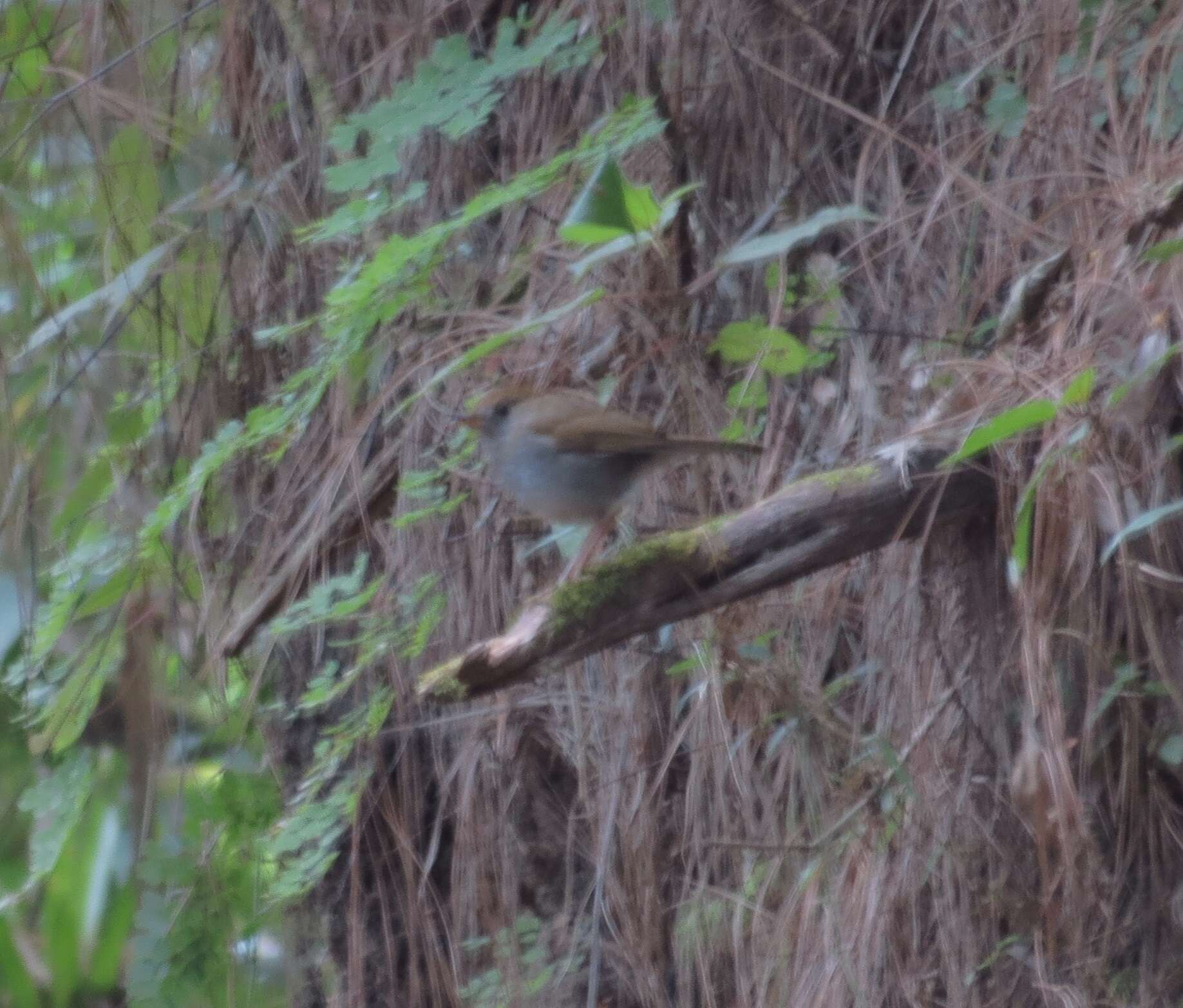 Image of Ruddy-capped Nightingale-Thrush