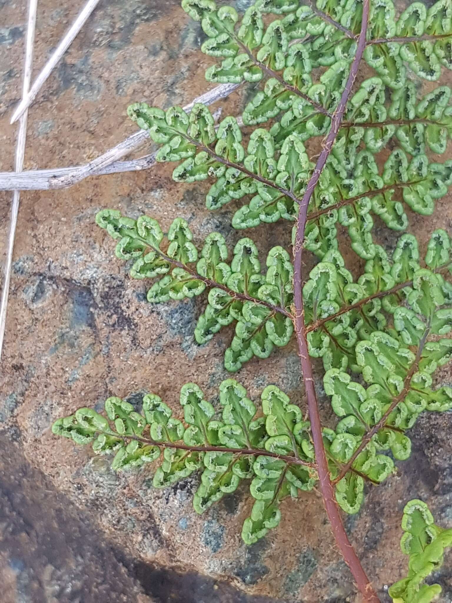 Image de Oeosporangium pteridioides (Reichard) Fraser-Jenk. & Pariyar