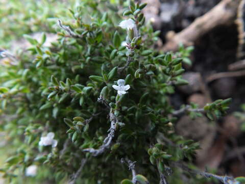 Image of Micromeria hyssopifolia Webb & Berthel.