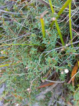 Image of Euryomyrtus ramosissima subsp. ramosissima