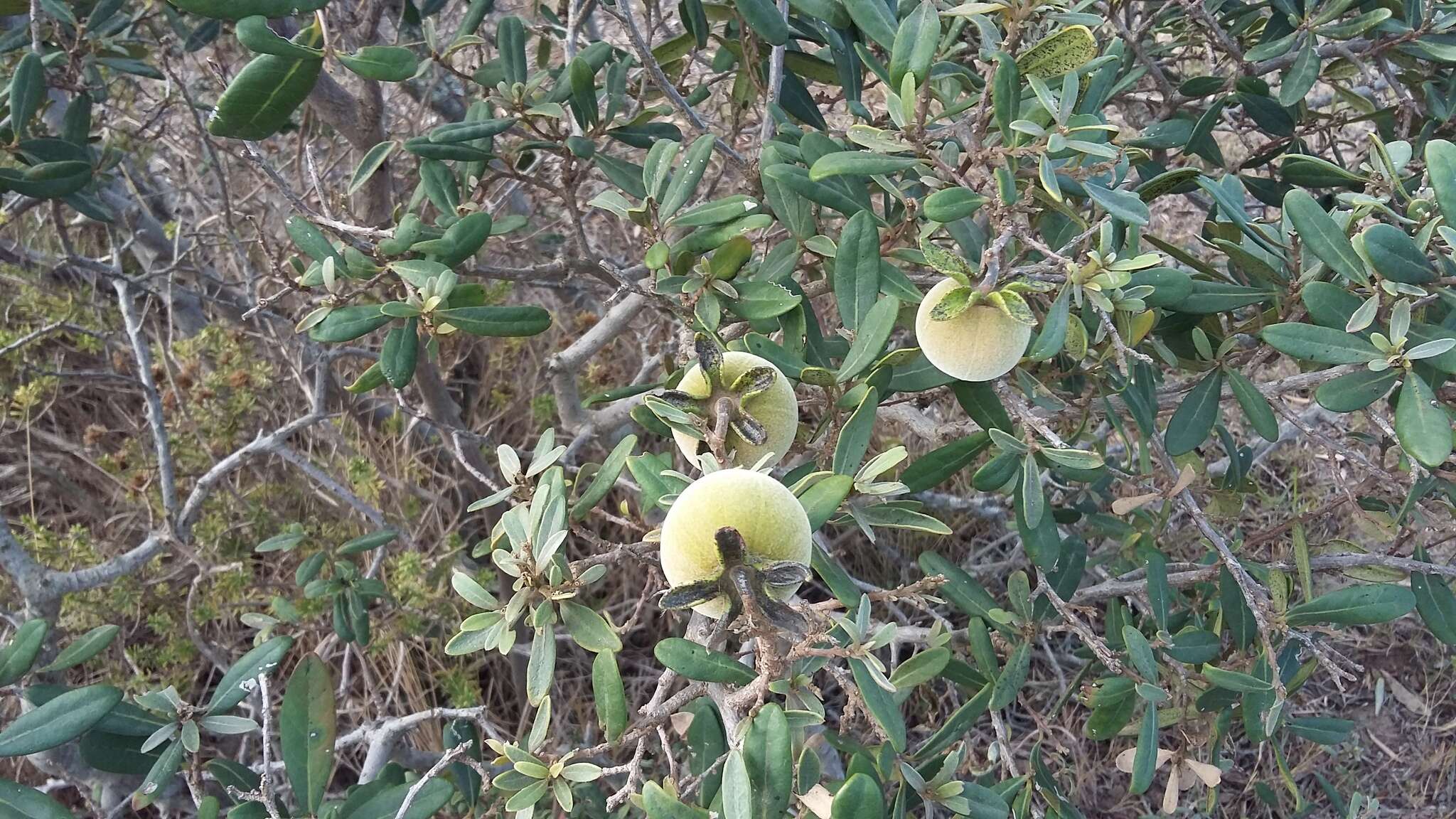 Plancia ëd Diospyros dichrophylla (Gand.) De Winter