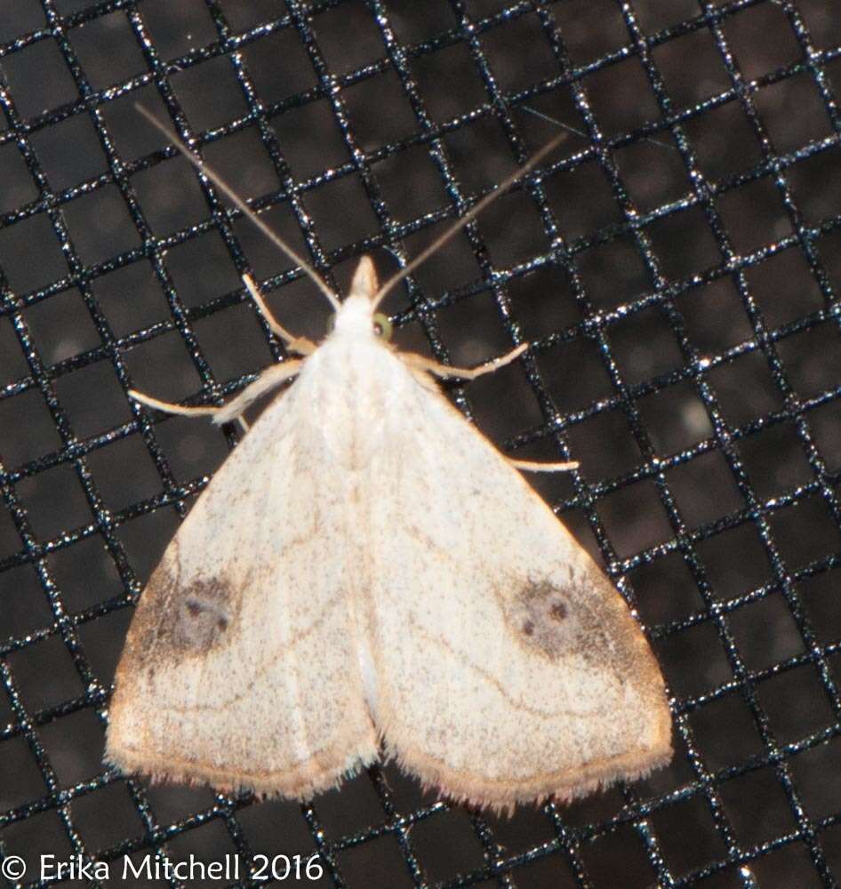 Image of Spotted Grass Moth