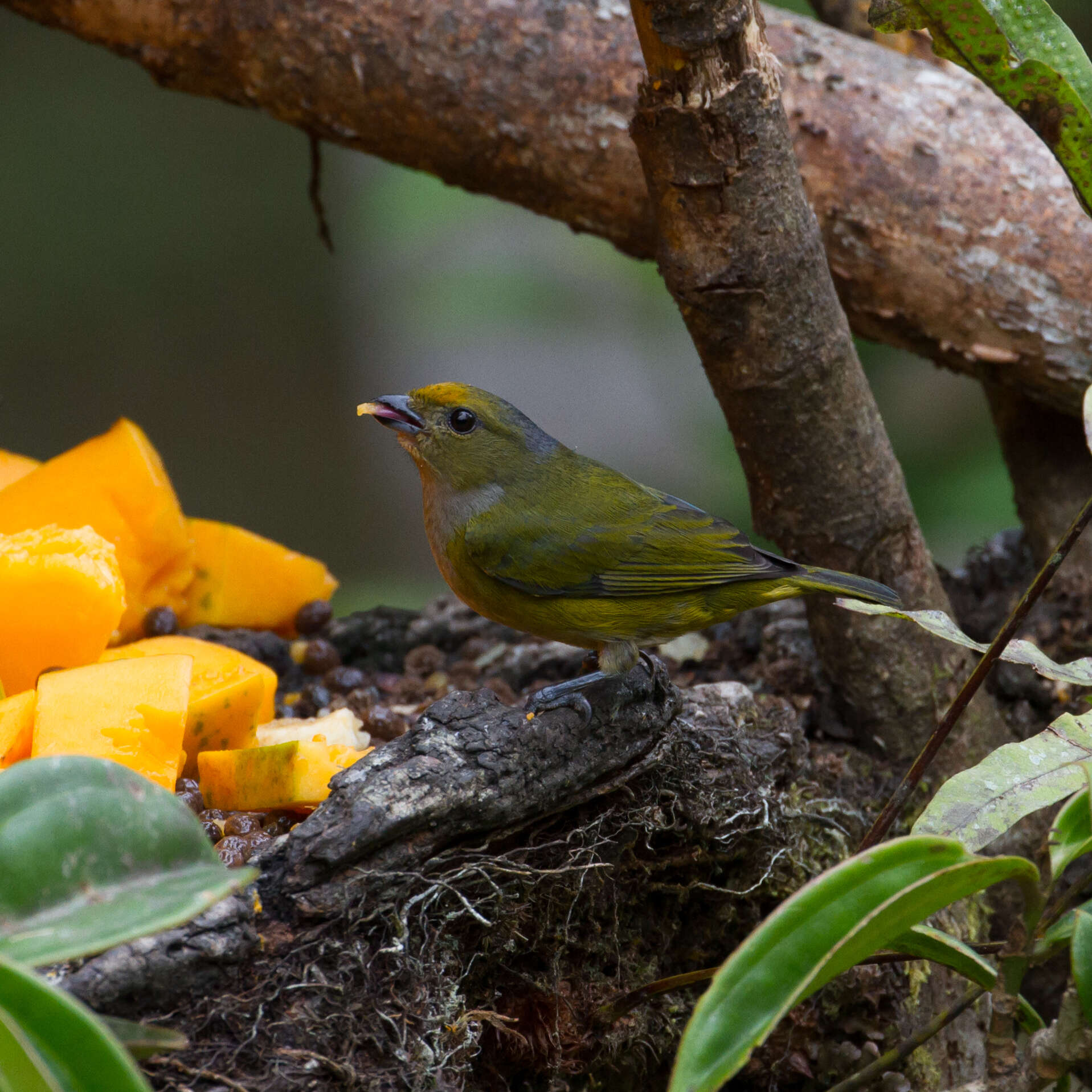 Image of Orange-bellied Euphonia