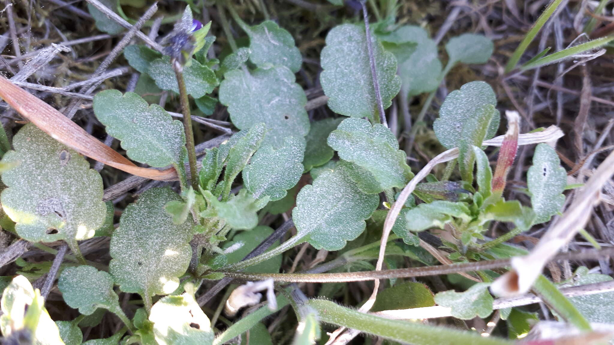 Image of Dwarf Pansy