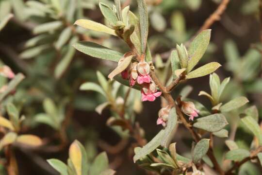 Sivun Diospyros pubescens var. rubriflora (De Winter) kuva