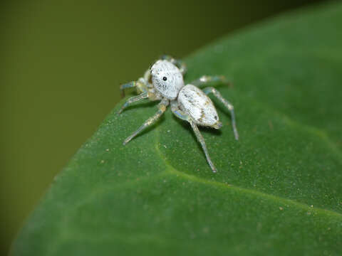 Image of Phintella lajuma Haddad & Wesolowska 2013