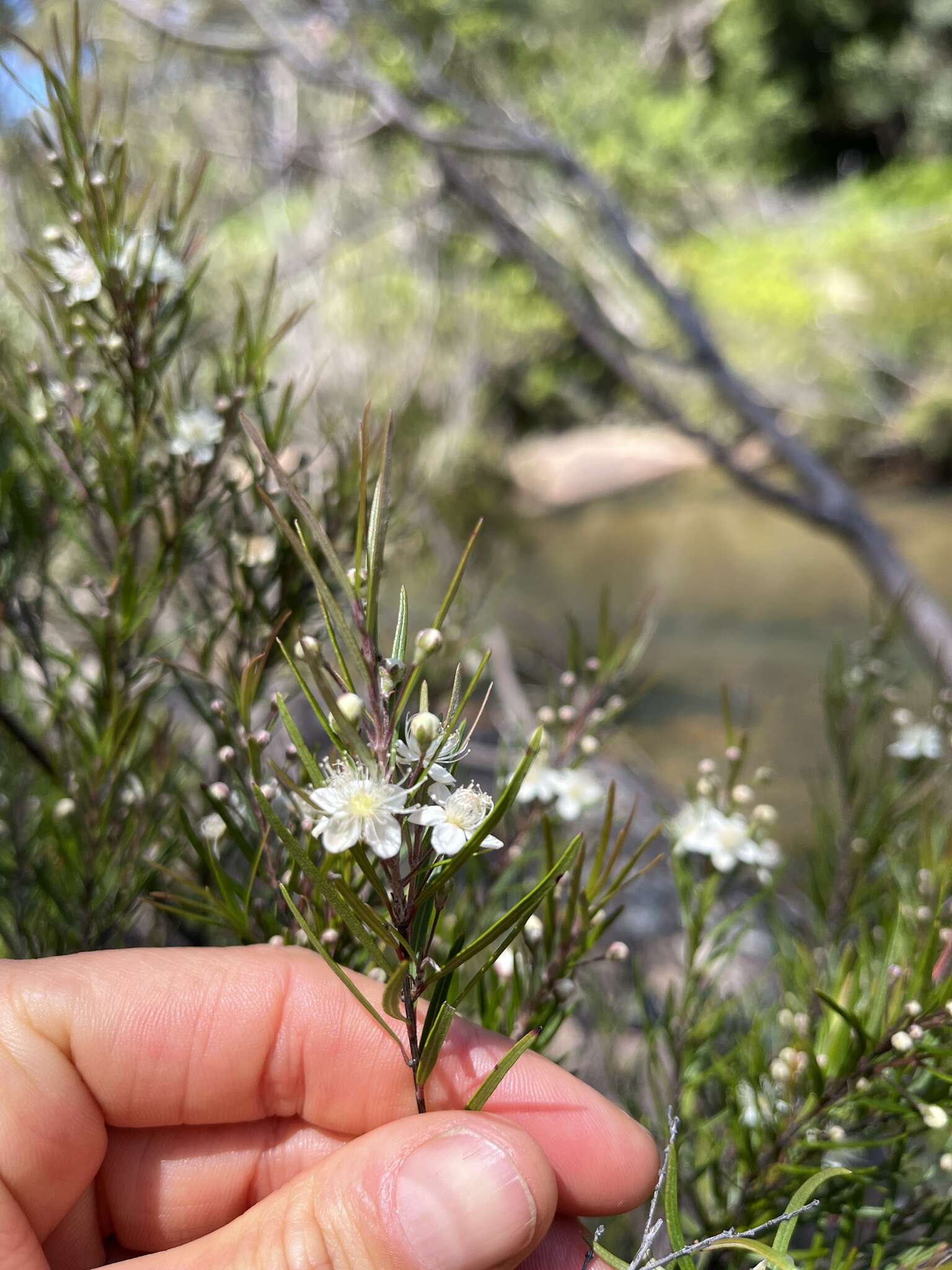 Image of Austromyrtus tenuifolia (Sm.) Burret