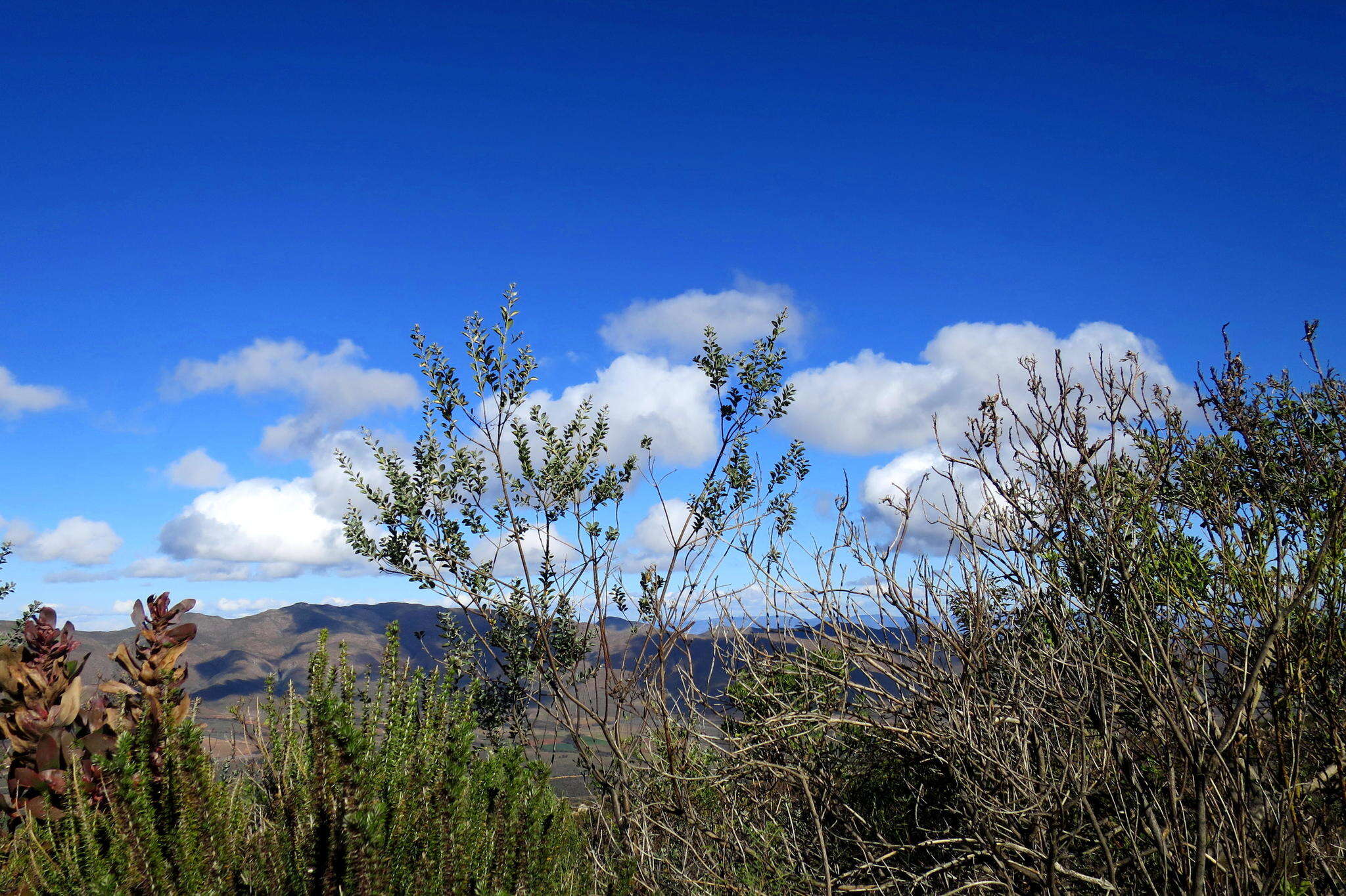 Stirtonanthus taylorianus (L. Bolus) B.-E. van Wyk & A. L. Schutte的圖片