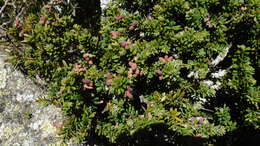 Image of Mountain Plum Pine