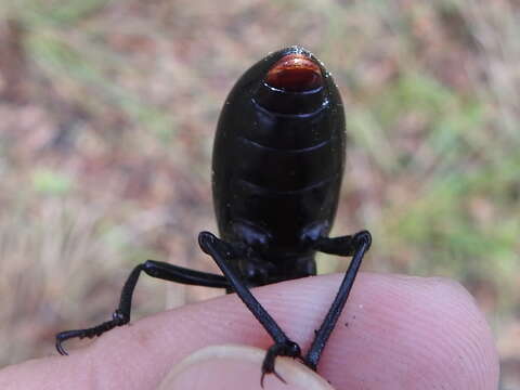 Imagem de Eleodes (Xysta) longicollis Le Conte 1851