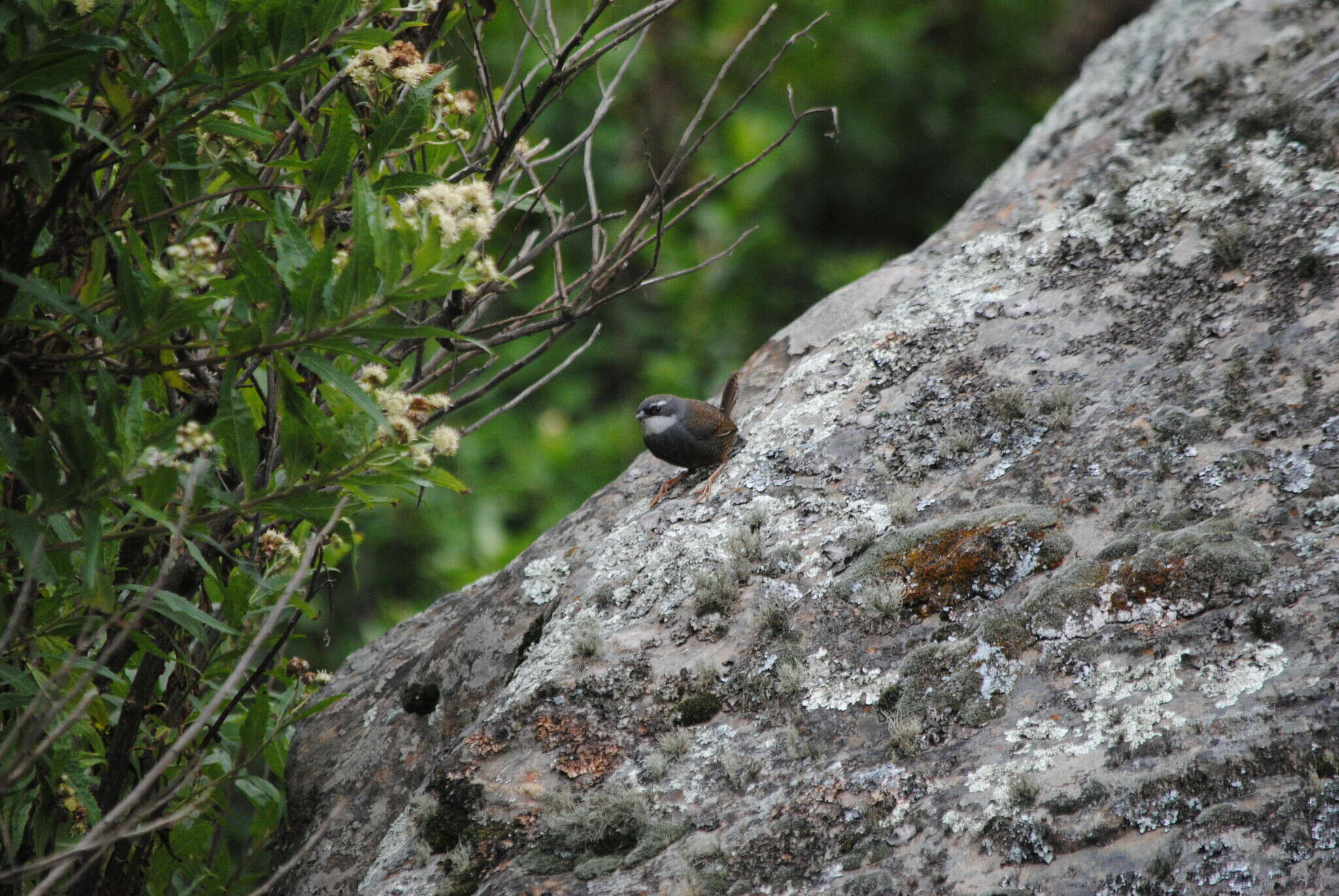 Image of White-browed Tapaculo