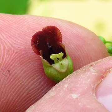 Image de Scrophularia marilandica L.