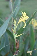 Imagem de Canna glauca L.