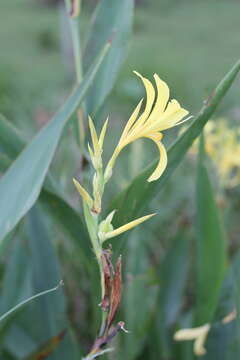 Imagem de Canna glauca L.