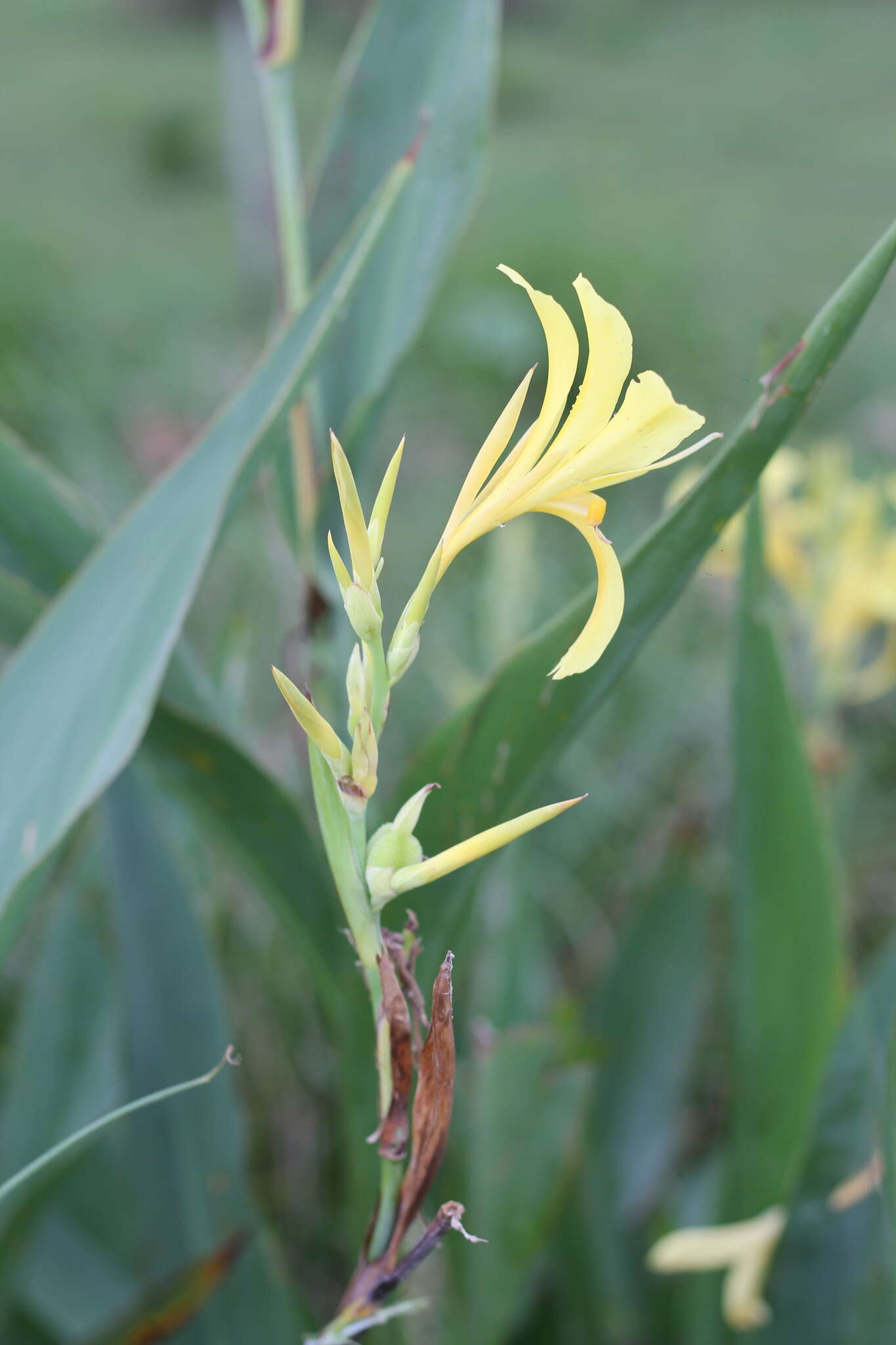 Image of maraca amarilla