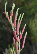 Image of Salicornia ramosissima J. Woods