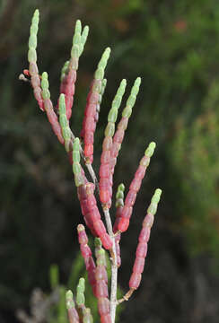 Sivun Salicornia ramosissima J. Woods kuva