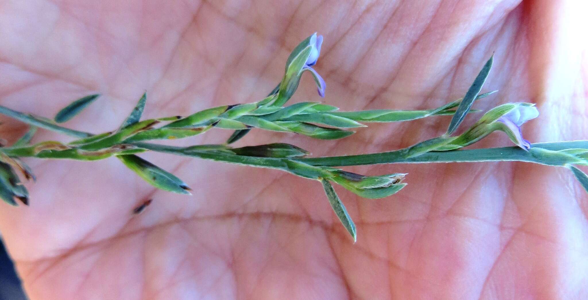 Image of Psoralea alata (Thunb.) T. M. Salter