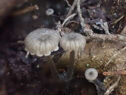 Image of Entoloma austrorhodocalyx G. M. Gates & Noordel. 2007