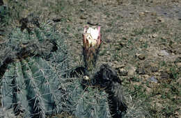 Imagem de Echinopsis schickendantzii F. A. C. Weber