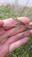 Sivun Oenothera simulans (Small) W. L. Wagner & Hoch kuva