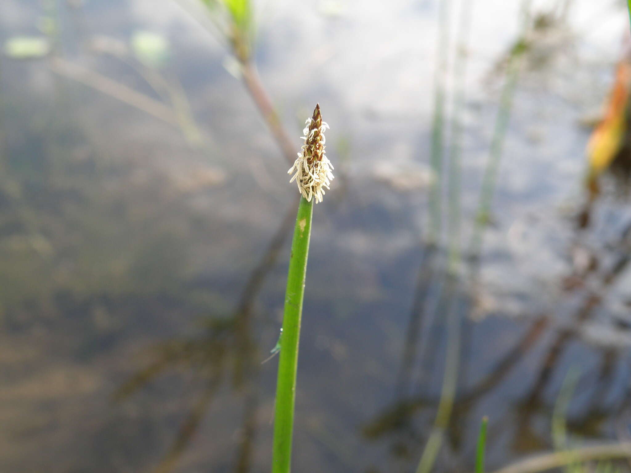 Image of Common Spike-rush