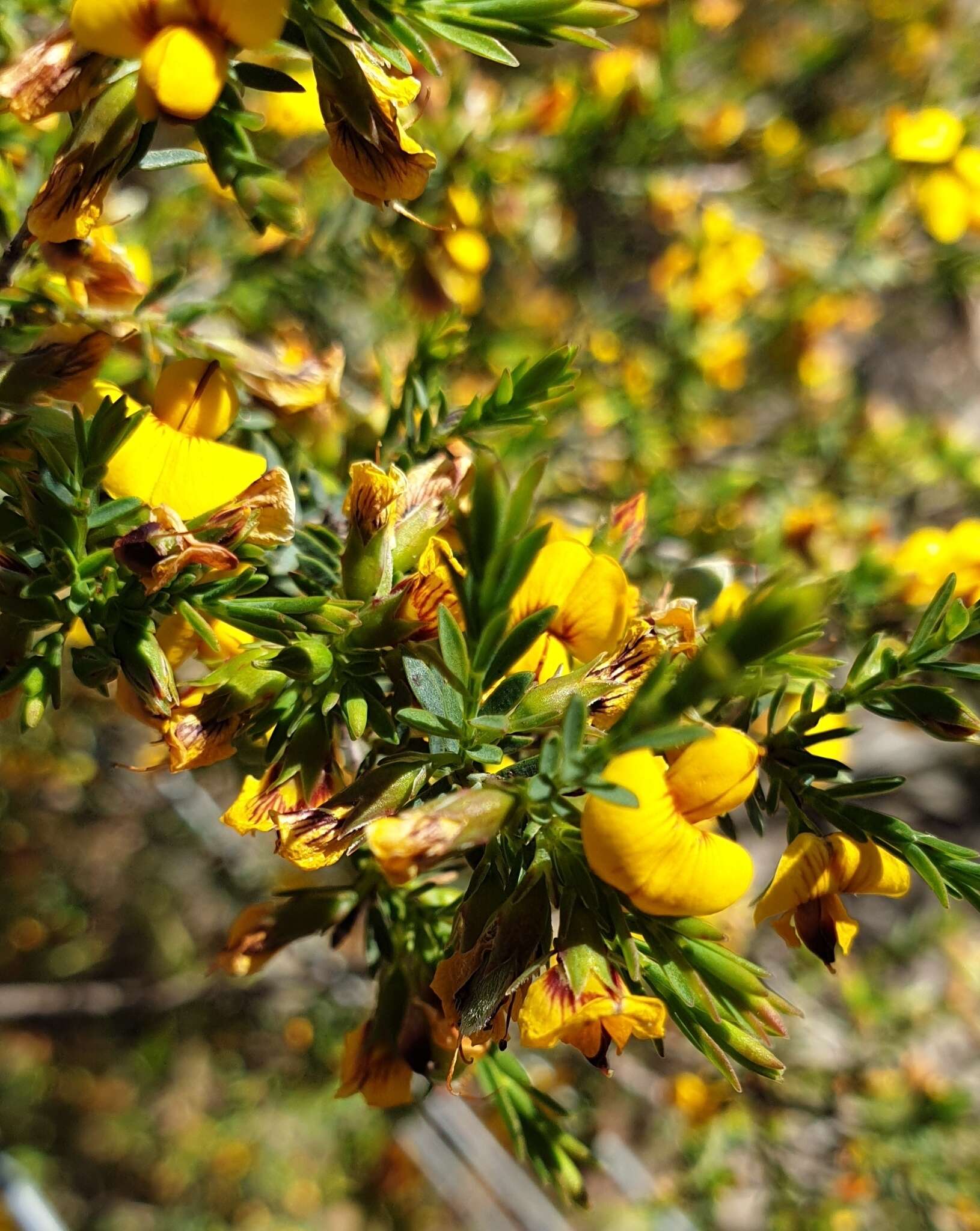 Image of Eutaxia microphylla (R. Br.) J. M. Black