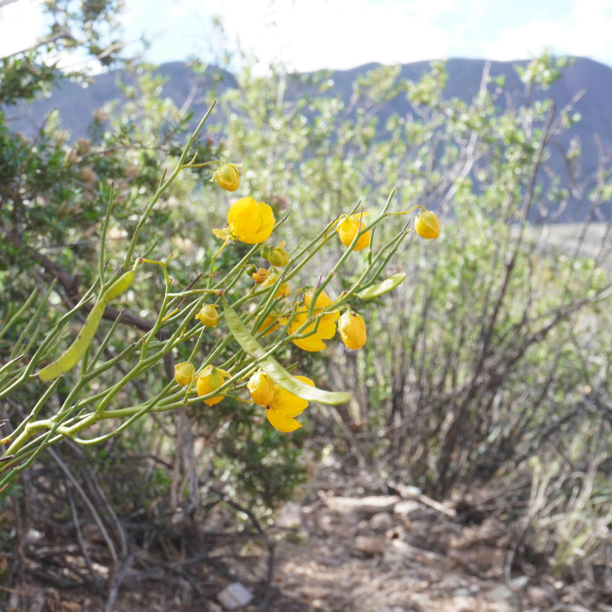 Senna pachyrrhiza (L. Bravo) H. S. Irwin & Barneby resmi