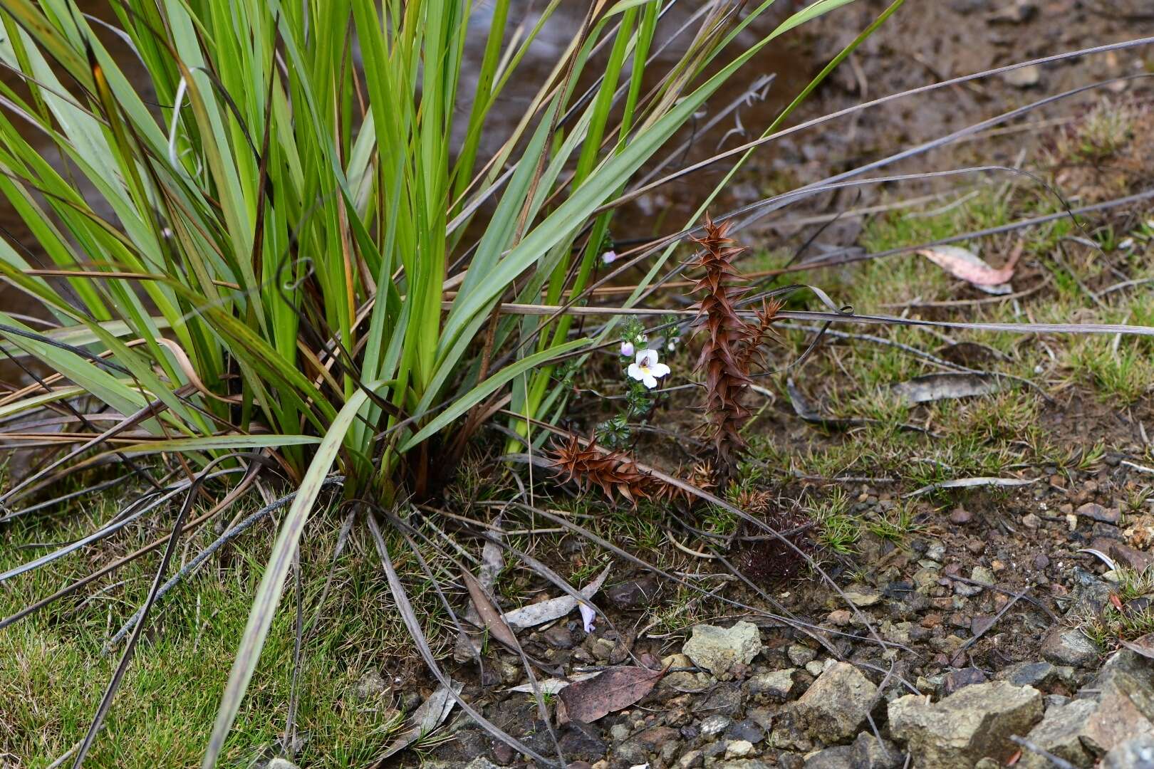 Image of Euphrasia amplidens W. R. Barker