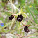 Image of Ophrys bertolonii subsp. bertoloniiformis (O. Danesch & E. Danesch) H. Sund.