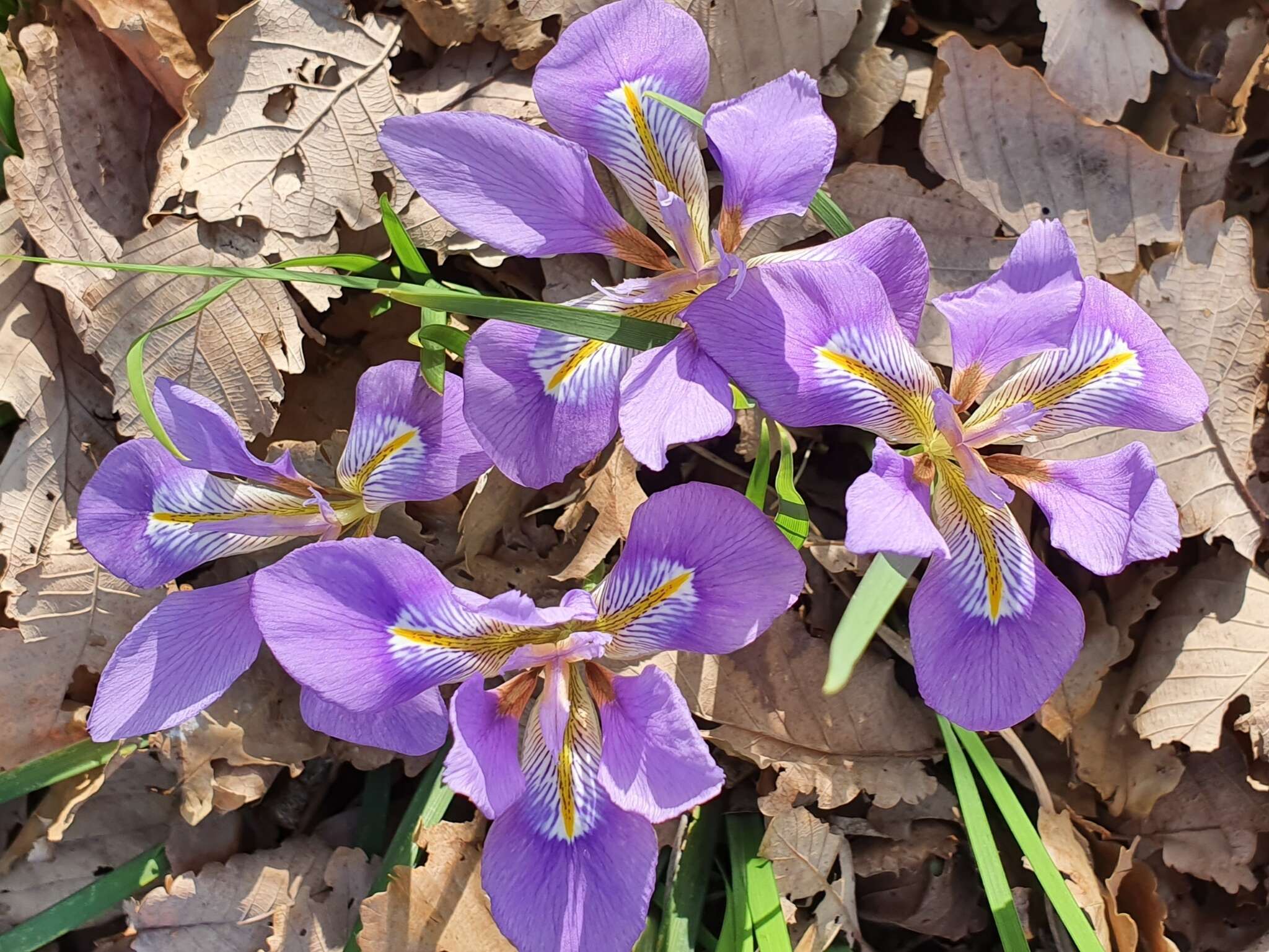 Plancia ëd Iris unguicularis subsp. unguicularis