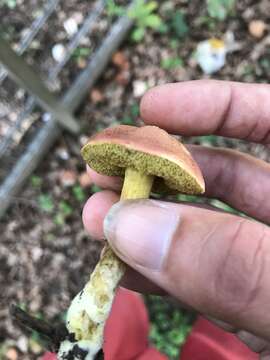 Image of Hortiboletus engelii (Hlaváček) Biketova & Wasser 2015