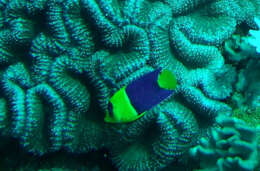 Image of Bicolor Angelfish