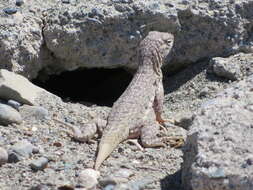 Image of Hispaniolan dune curlytail