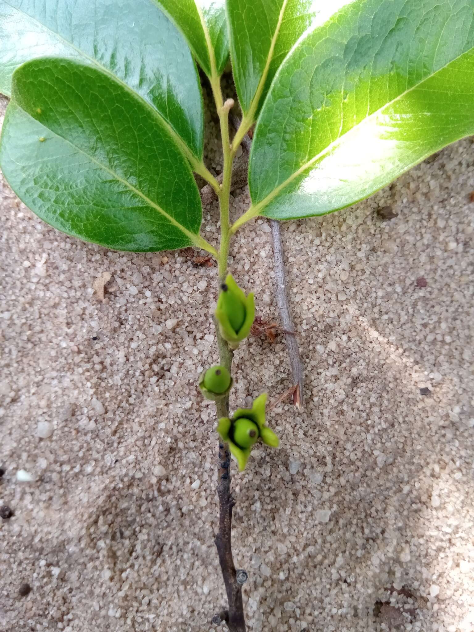 Sivun Diospyros tropophylla (H. Perrier) G. E. Schatz & Lowry kuva