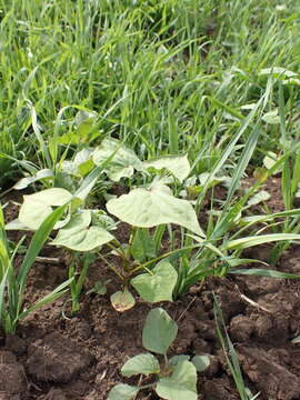 Image of Tartary buckwheat