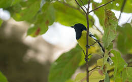 Image of Periparus amabilis