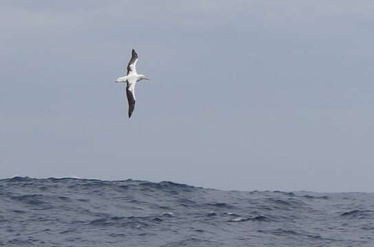 Image of Wandering albatross