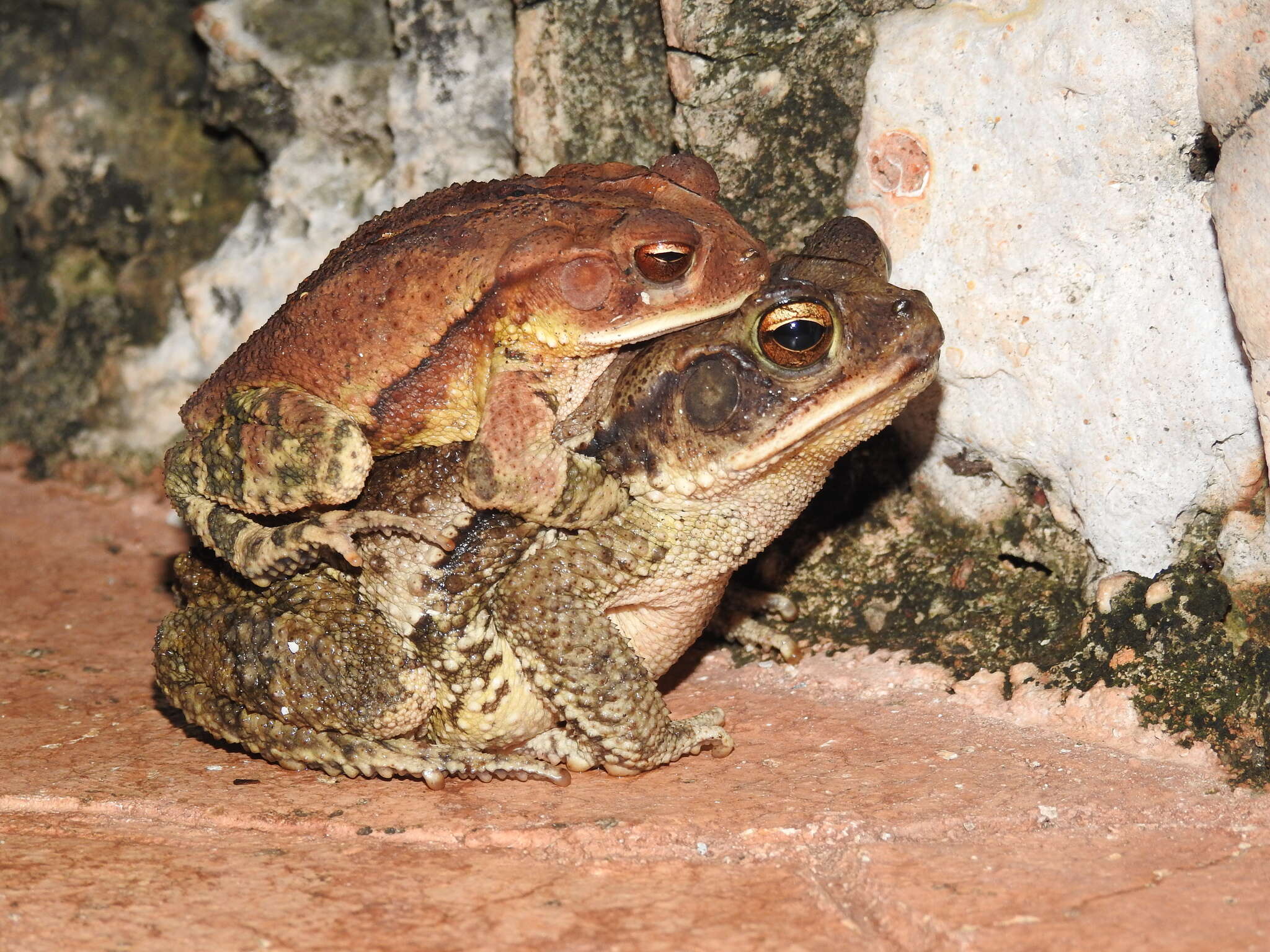 Image of Gulf Coast toad