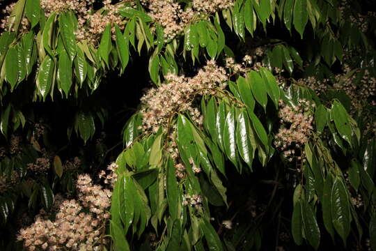 Plancia ëd Prunus phaeosticta (Hance) Maxim.