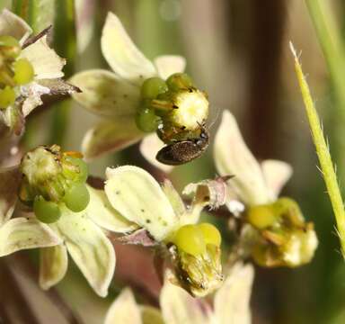 Image of Xysmalobium involucratum (E. Mey.) Decne.