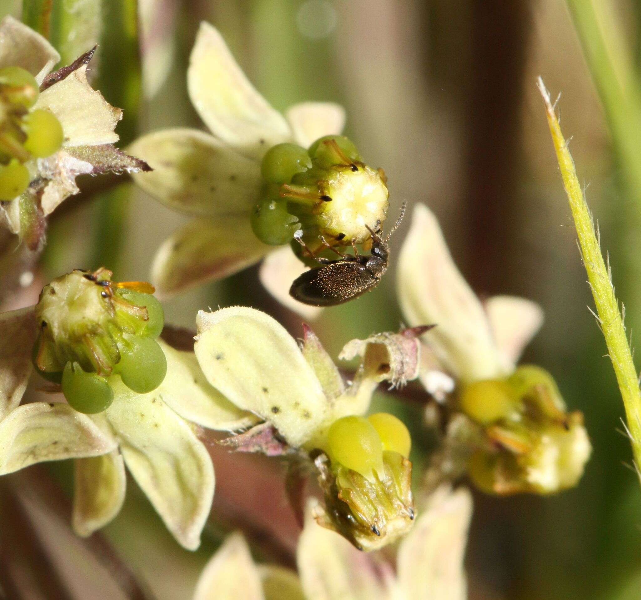 Image de Xysmalobium involucratum (E. Mey.) Decne.