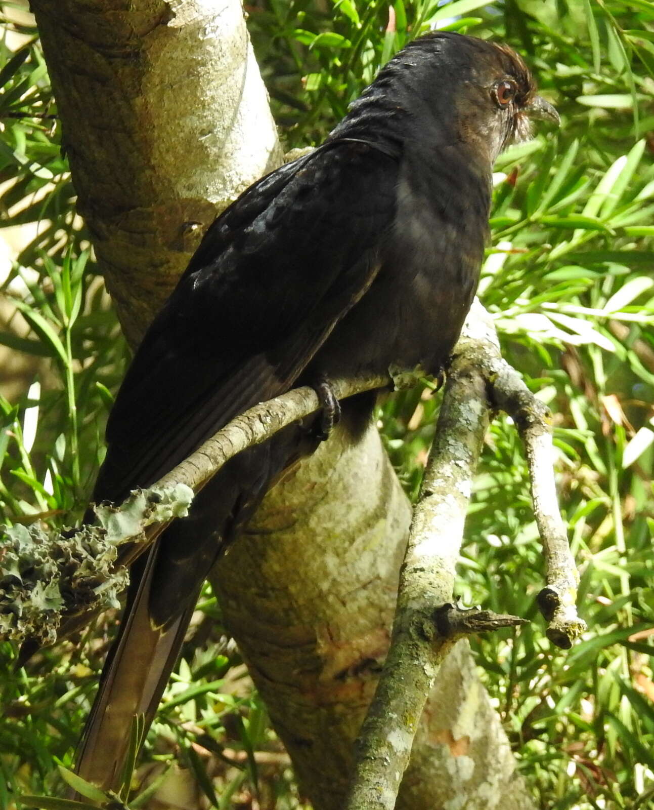 Image of Black Cuckoo