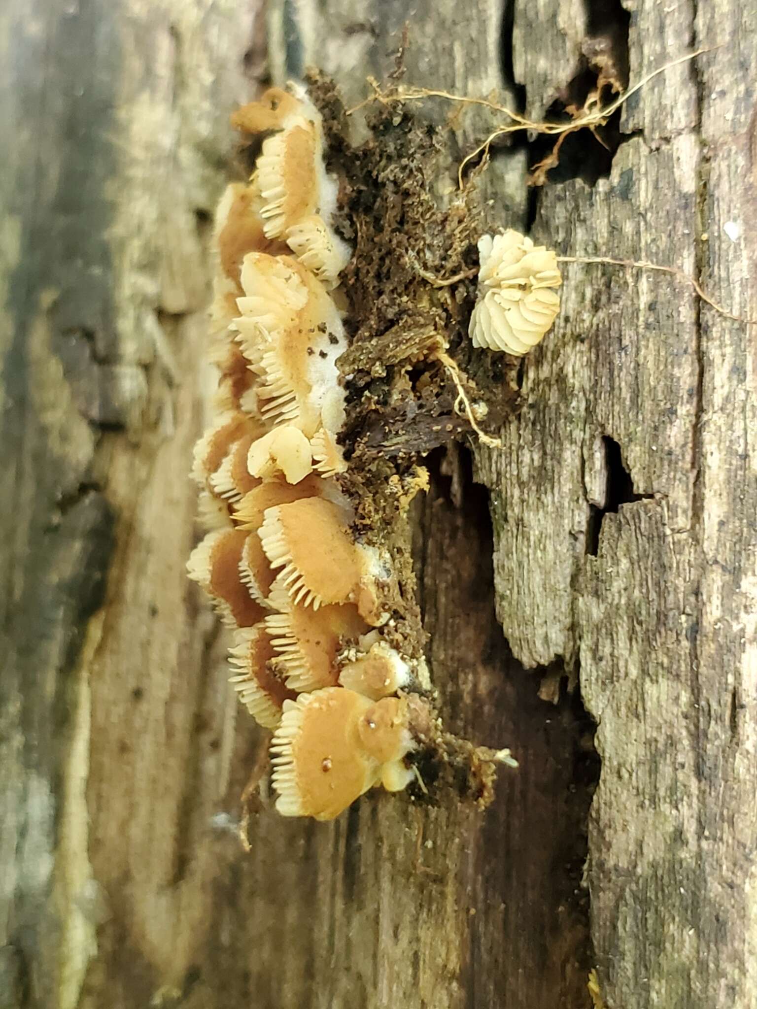 Image of Crepidotus malachioides Consiglio, Prydiuk & Setti 2008