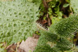 Imagem de Urtica ardens Link