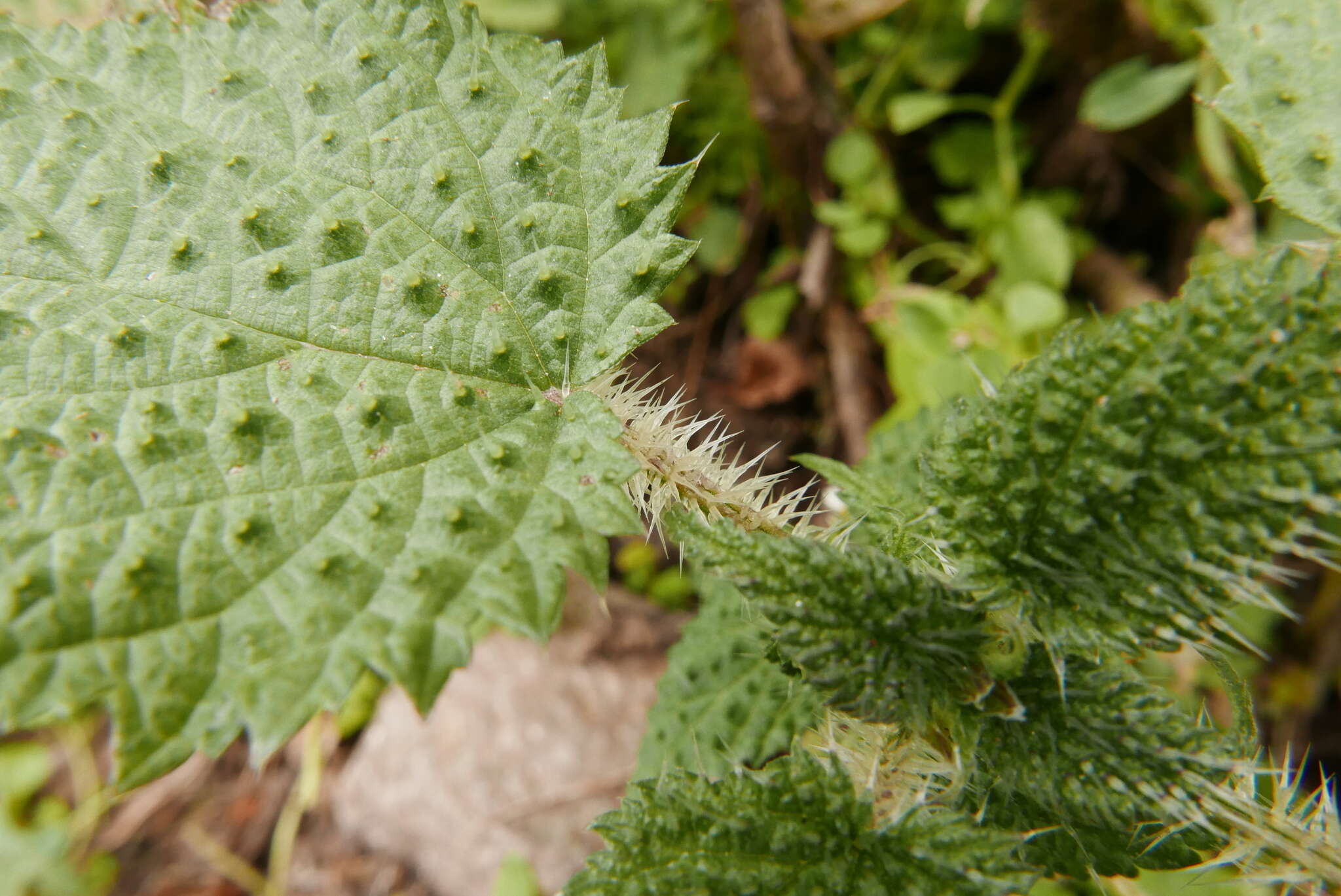 Imagem de Urtica ardens Link