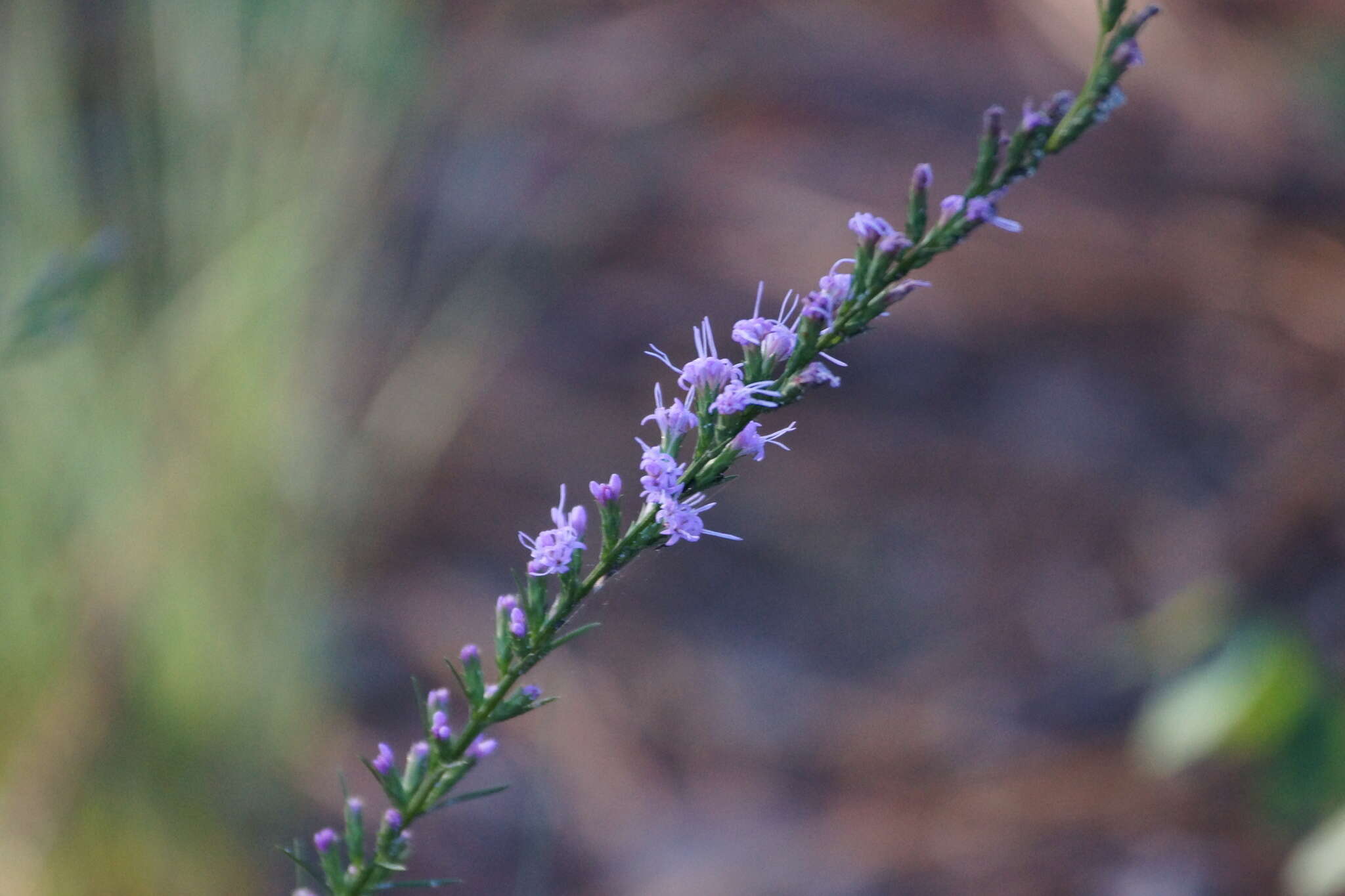 Image of Sandhill's blazing star