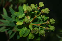 Image of Euphorbia bivonae subsp. bivonae